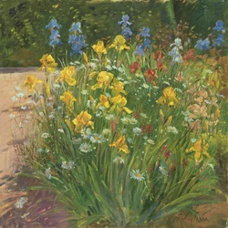 Marguerites contre les iris